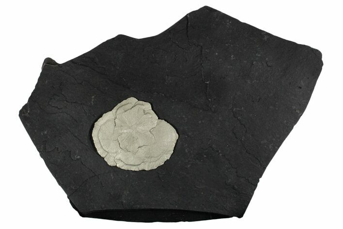 Pyrite Sun on Slate - Sparta, Illinois #348935